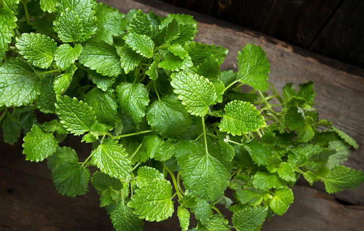 basil